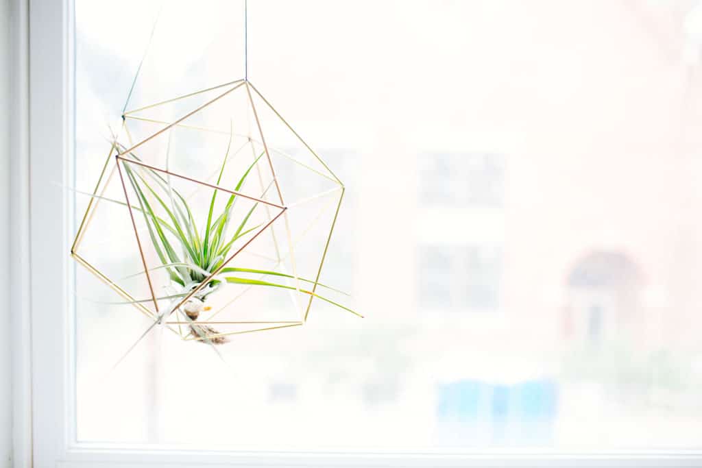 Air plant hanging in a spacious cage