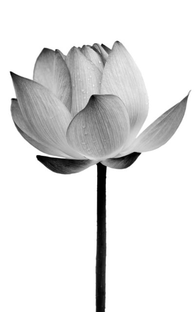 Lotus flower black and white