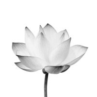 lotus-practice-3